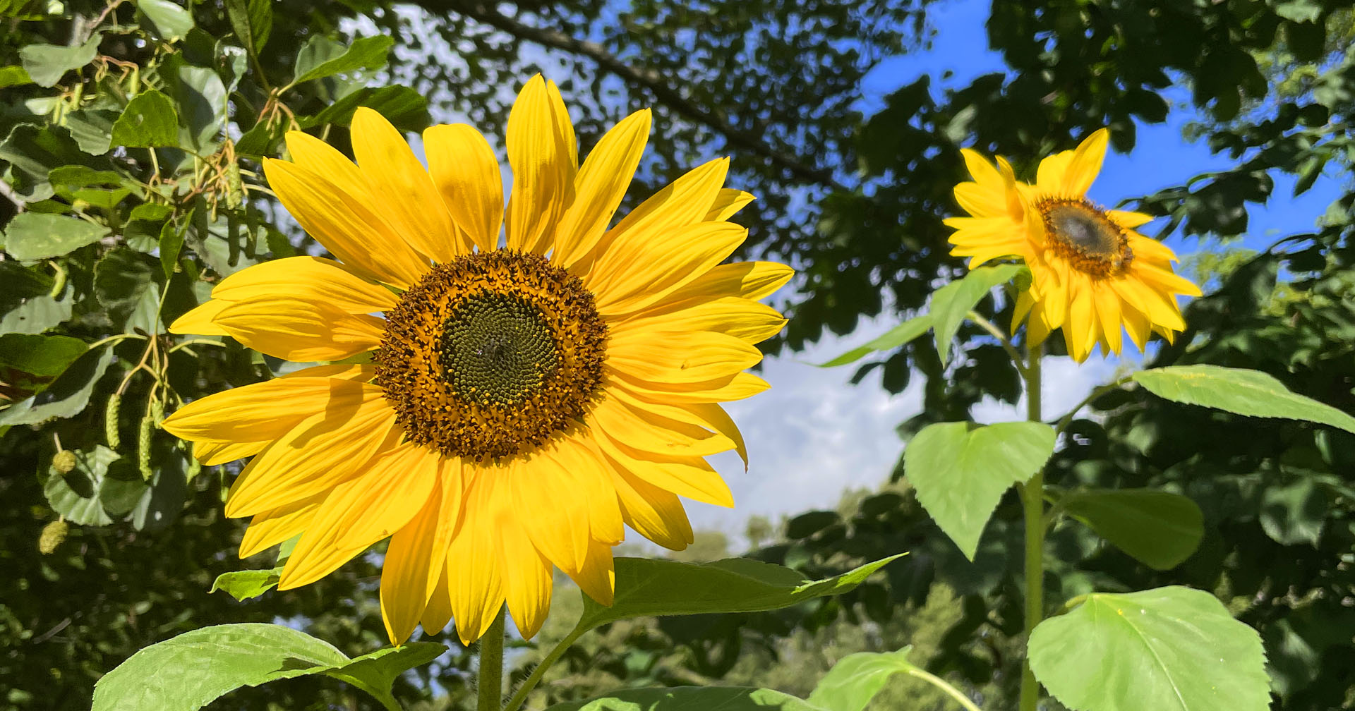 Vinnare av årets Solrosutmaning