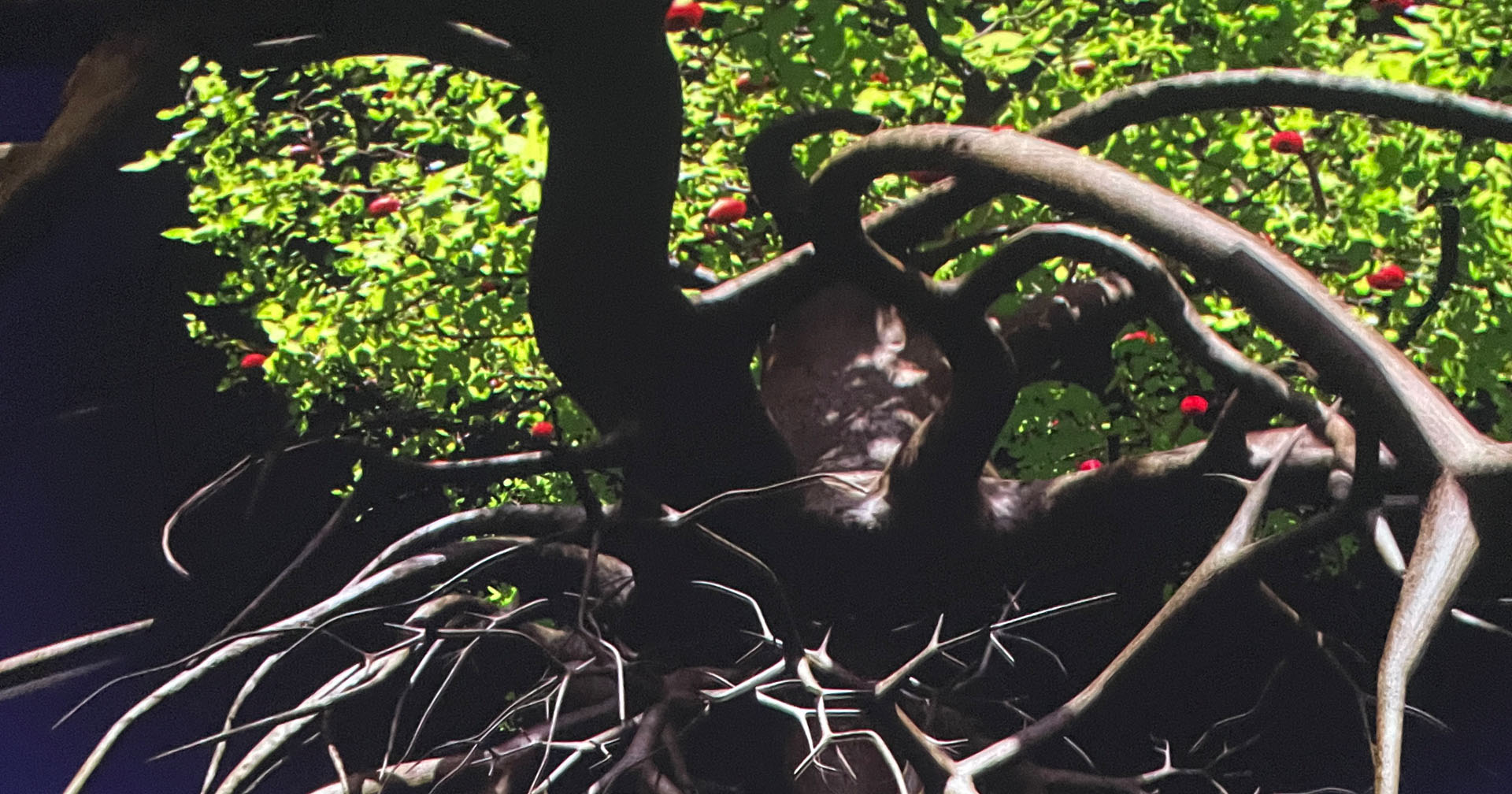 Visningarna är tillbaka i Kreanova